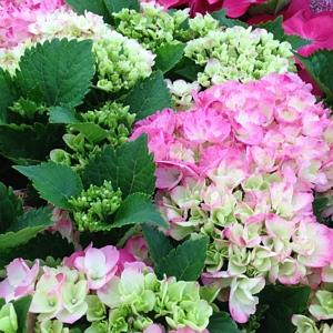 Hydrangea Sweet Fantasy